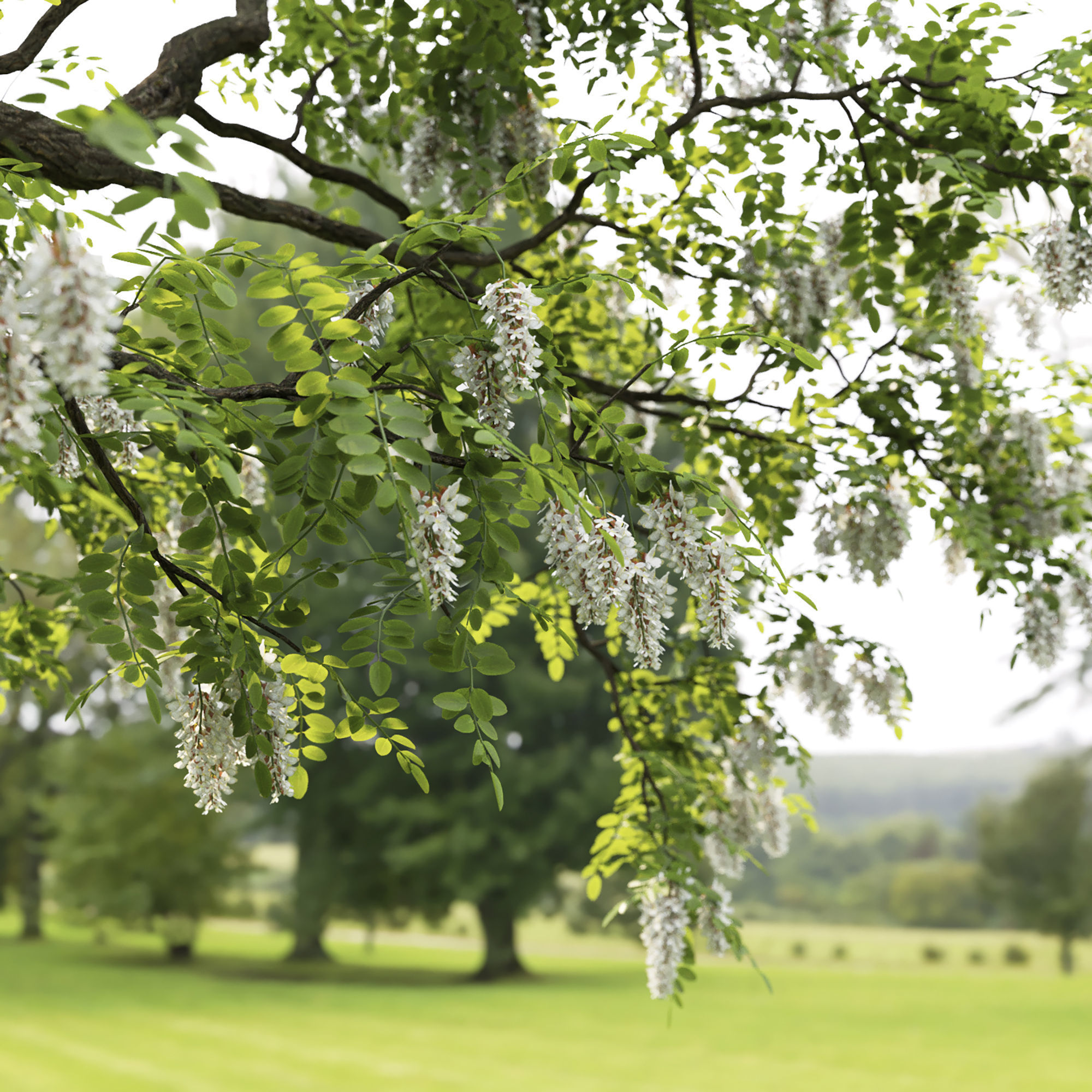 Robinia Pseudoacacia pack  3D Model Collection_6