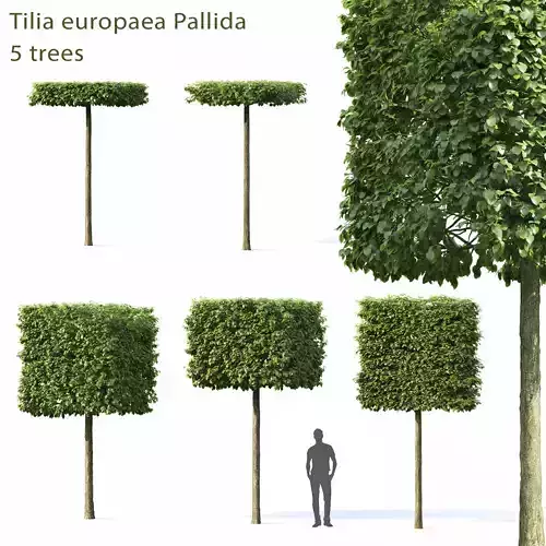 Tilia Pallida 01 3D model