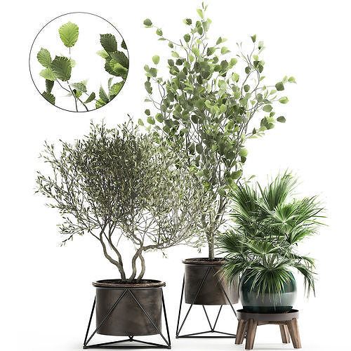 Houseplants in a rust flowerpot for the interior 975 3D model