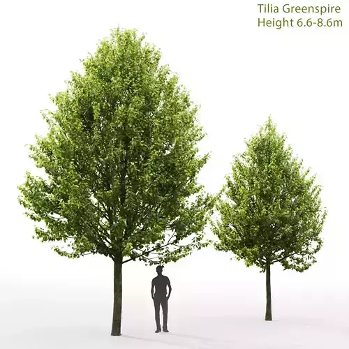 Tilia Greenspire 01 3D model