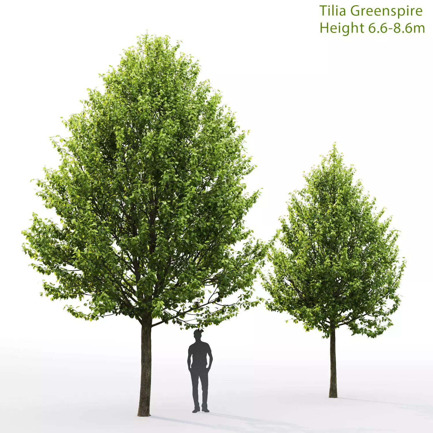 Tilia Greenspire 01 3D model