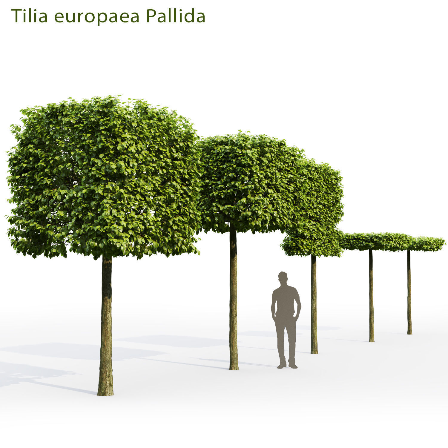Tillia collection globe trees _9