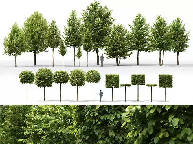 Tillia collection globe trees 