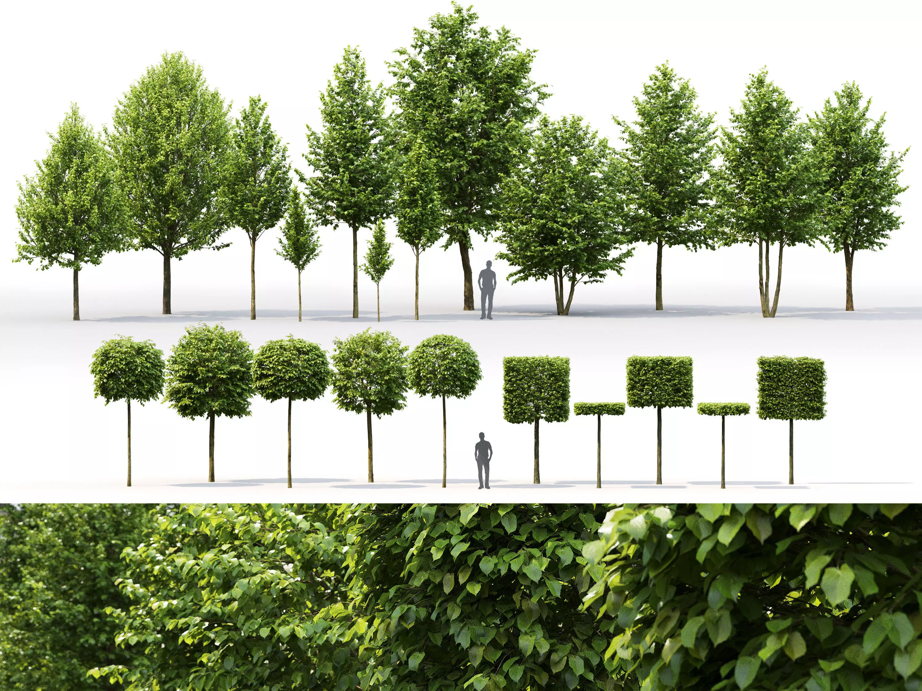 Tillia collection globe trees _0