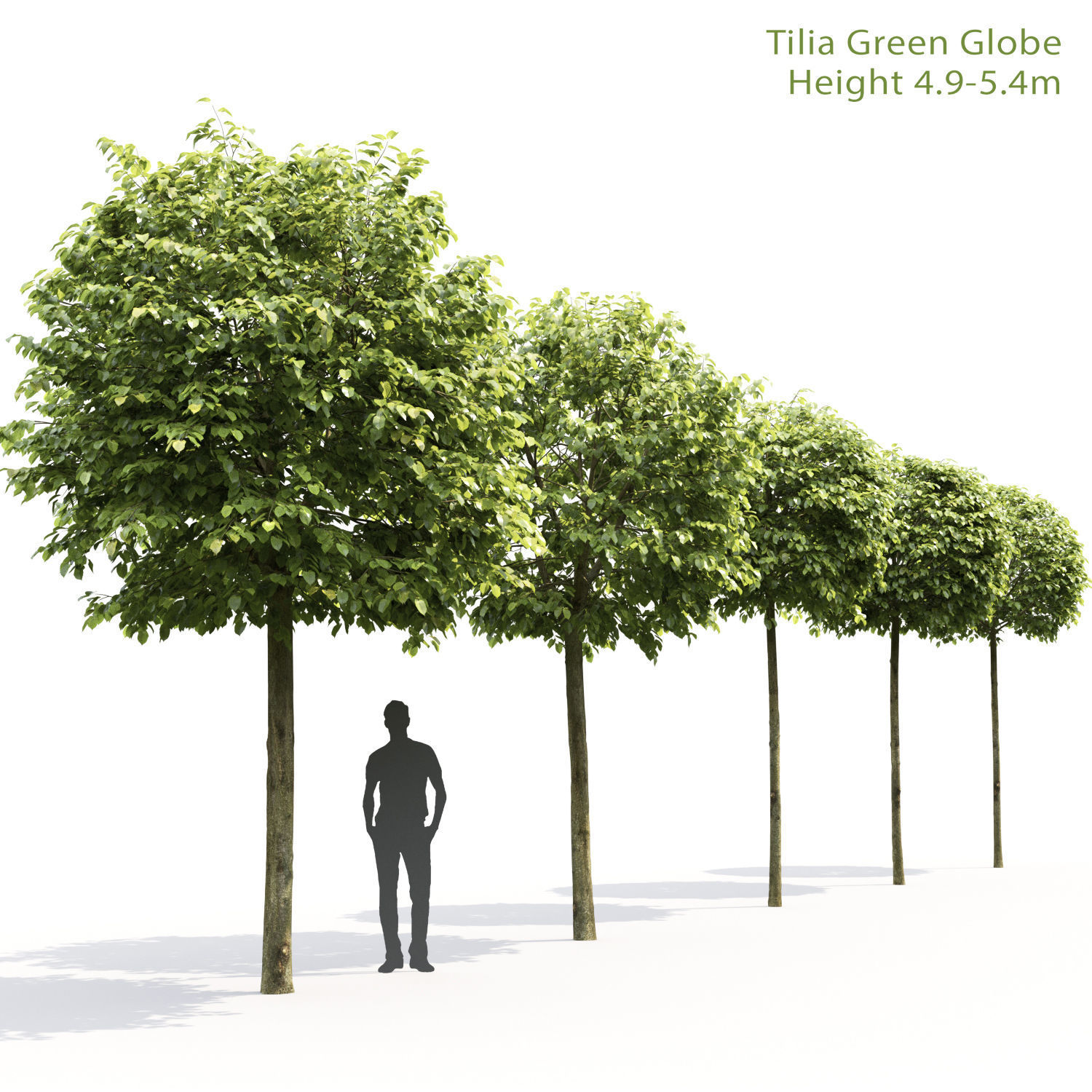 Tillia collection globe trees _11