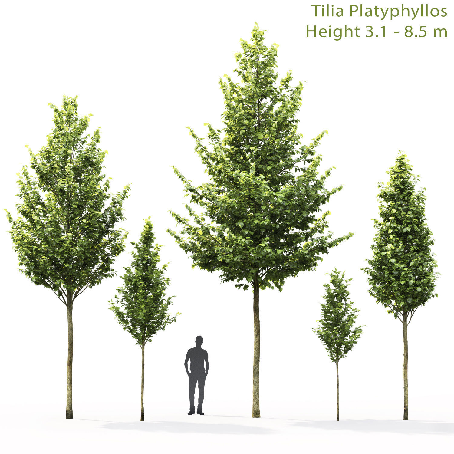 Tillia collection globe trees _8