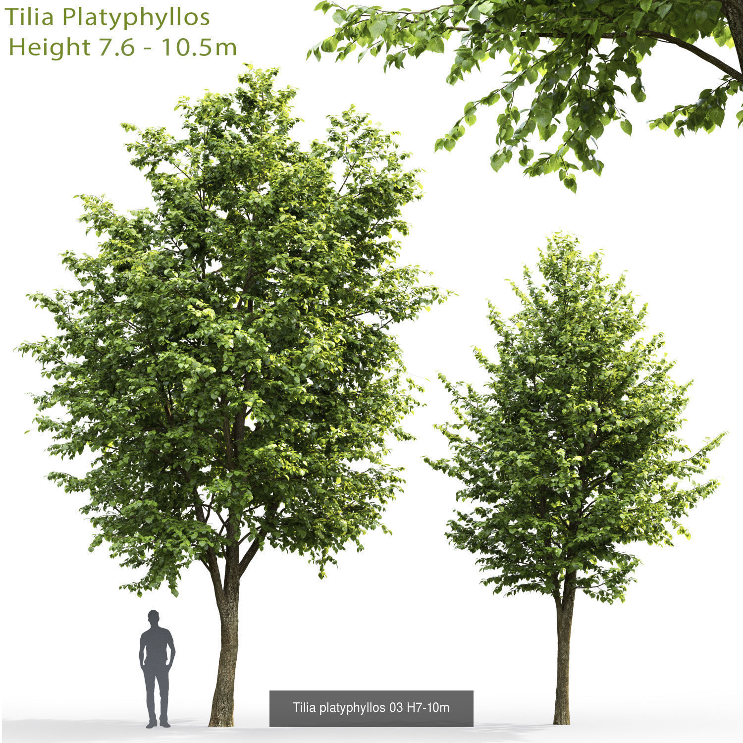 Tillia collection globe trees _2