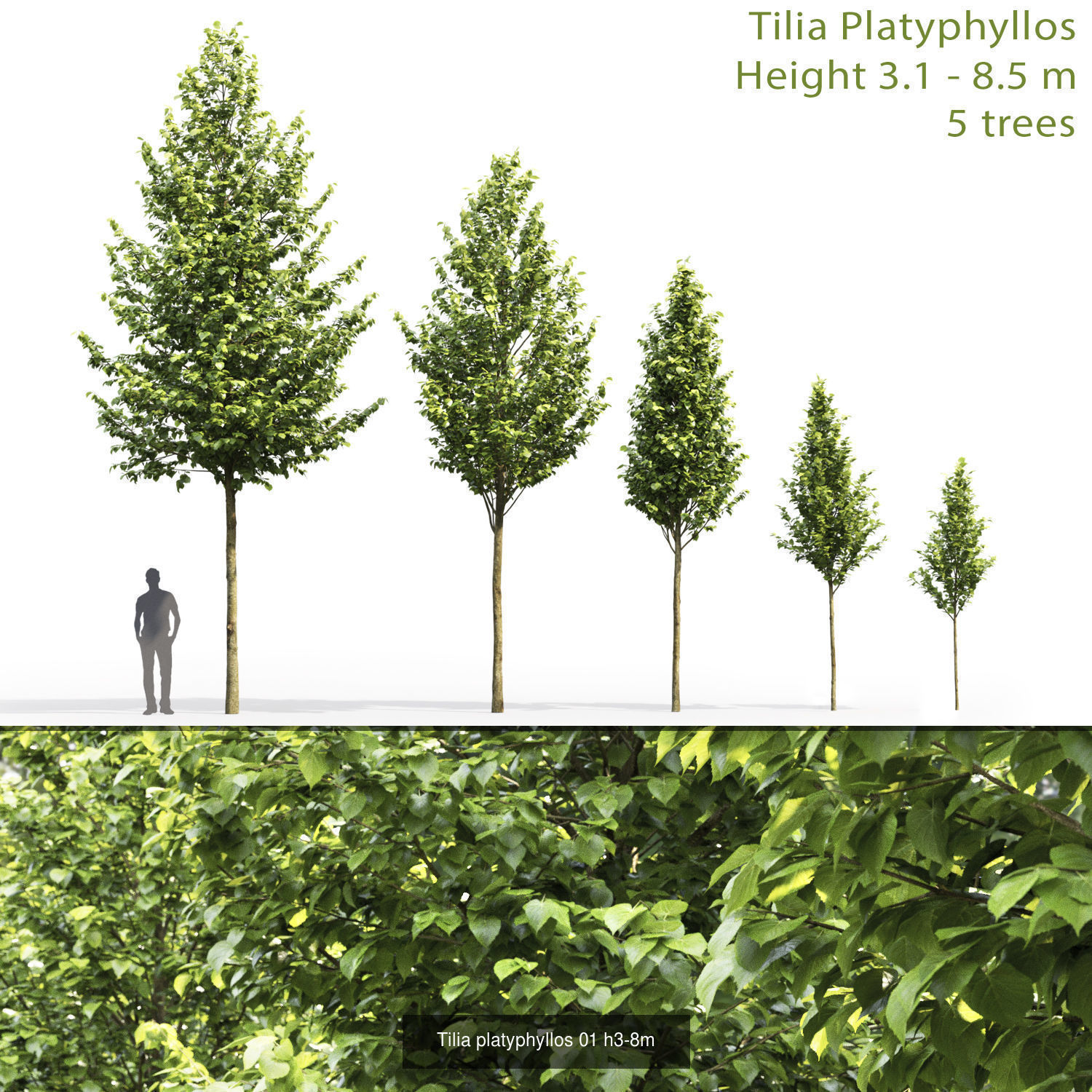 Tillia collection globe trees _6