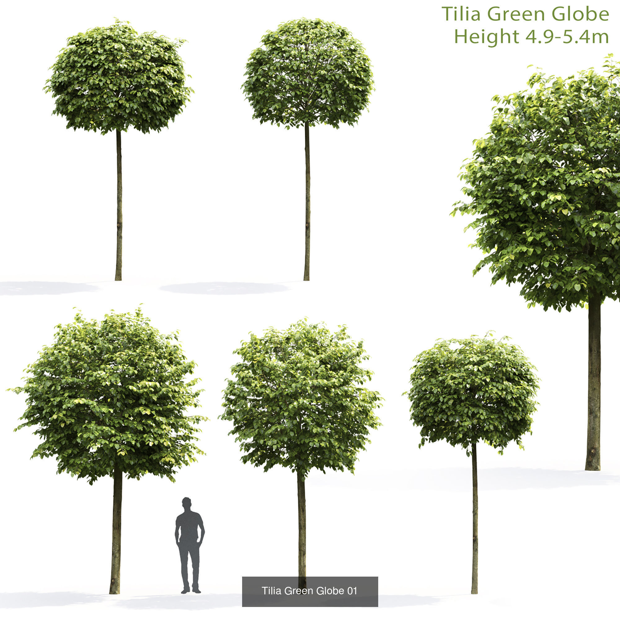 Tillia collection globe trees _7