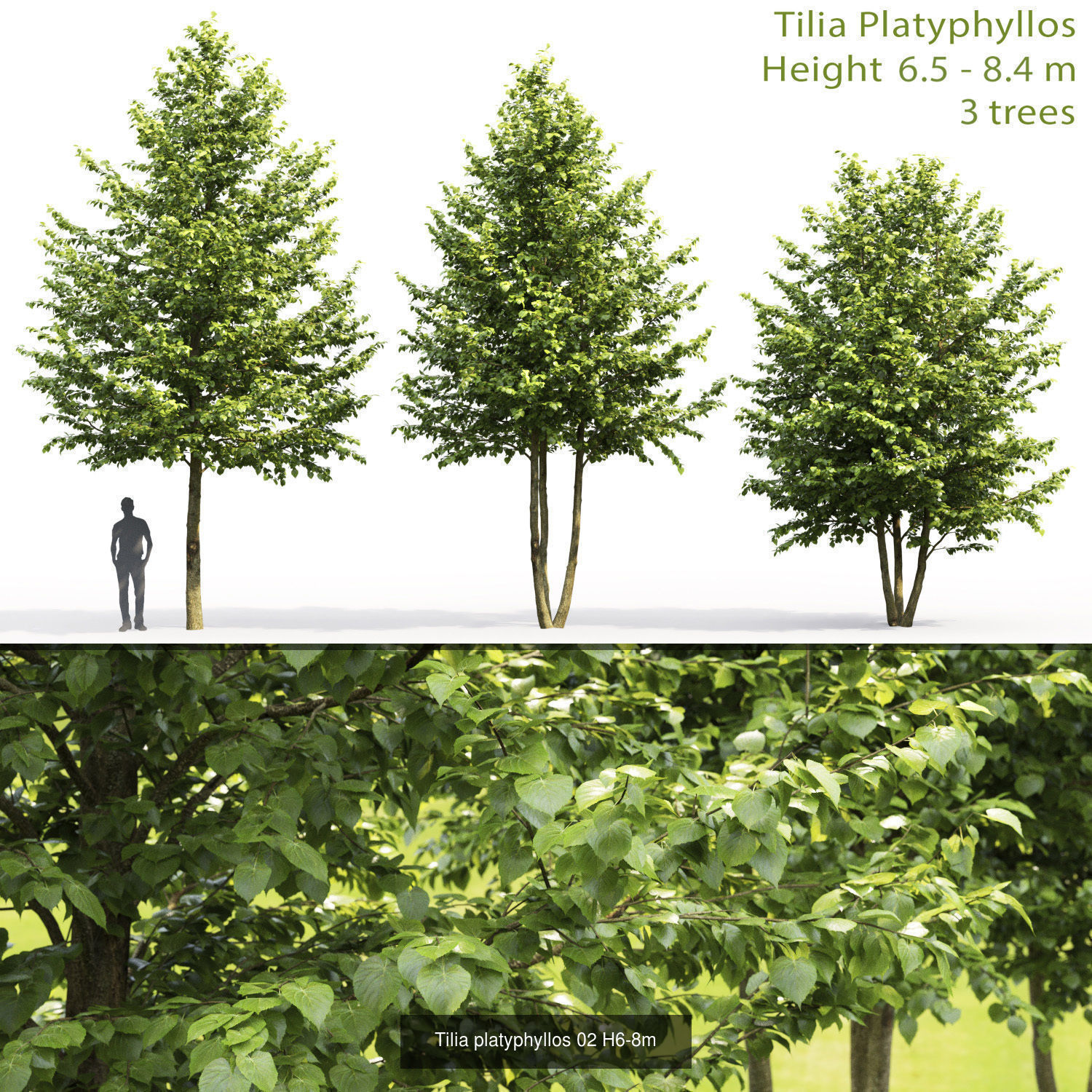 Tillia collection globe trees _4