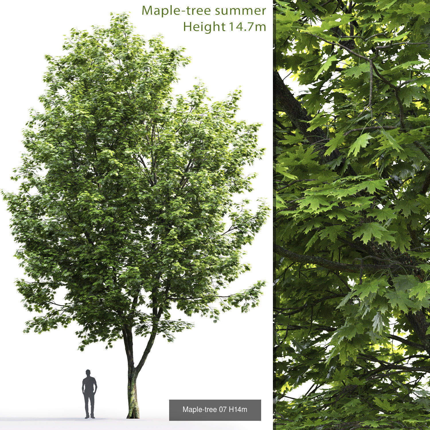 Maple tree pack 01 3D Model Collection_4