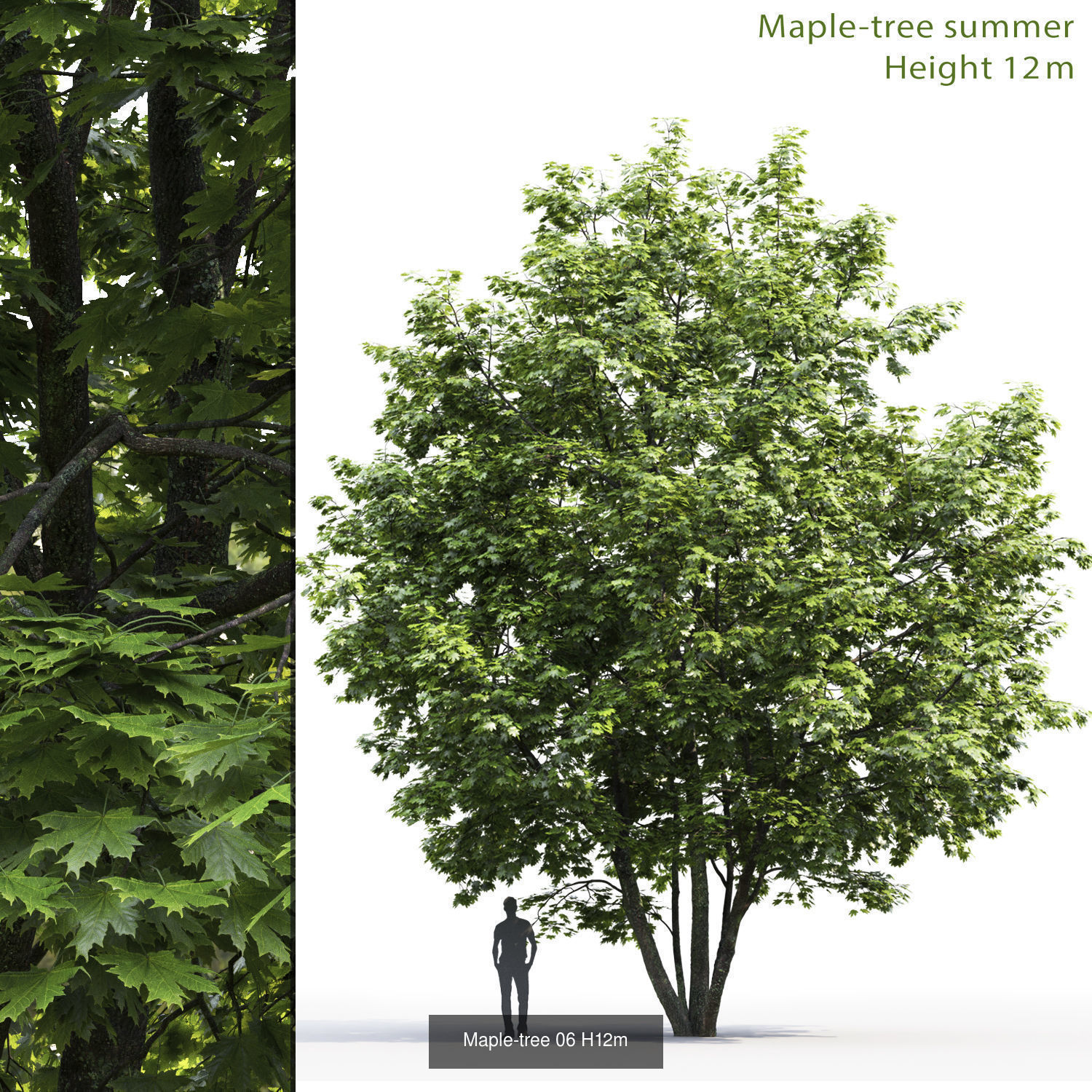 Maple tree pack 01 3D Model Collection_3