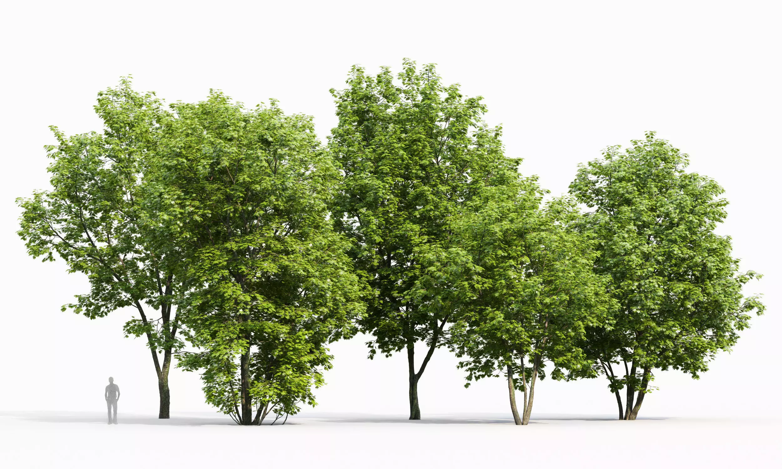 Maple tree pack 01 3D Model Collection_0