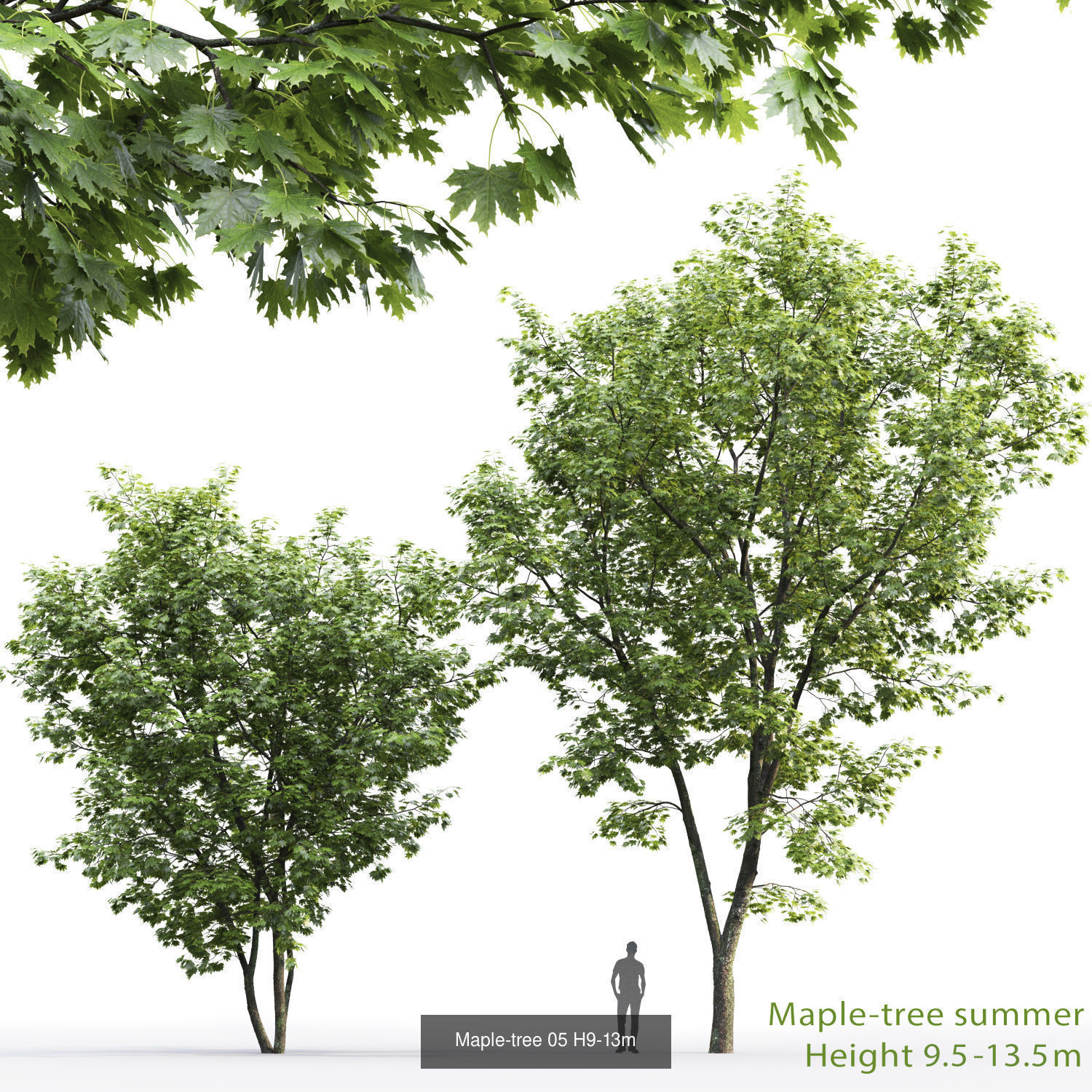 Maple tree pack 01 3D Model Collection_2