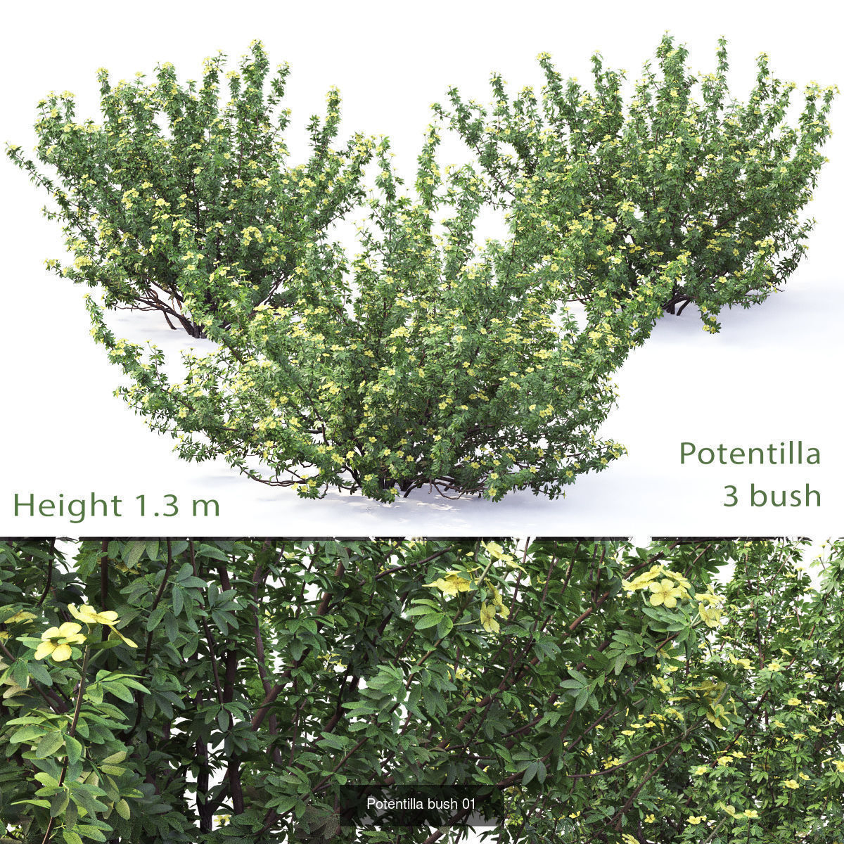 Flowering bush pack 01 3D Model Collection_12