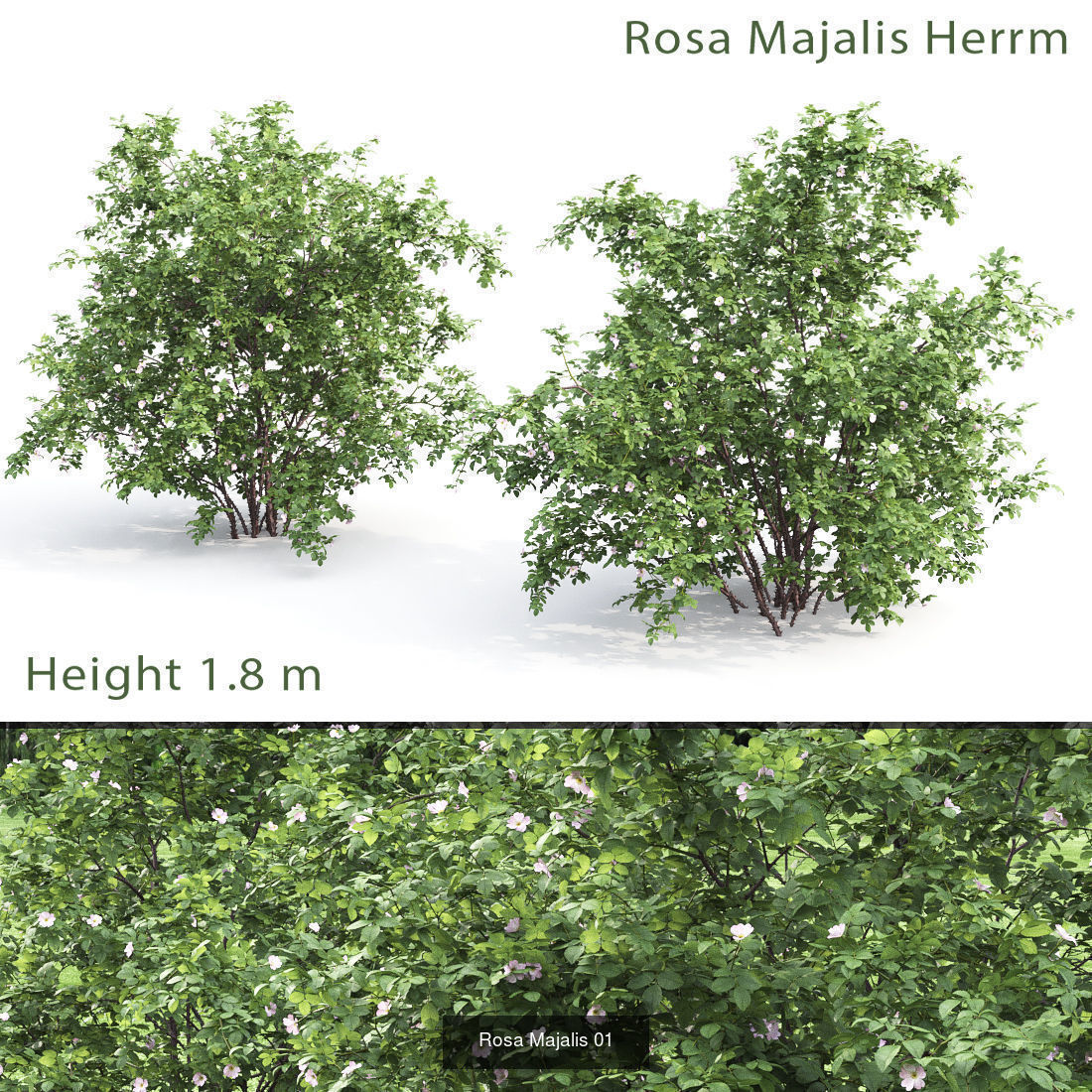 Flowering bush pack 01 3D Model Collection_14