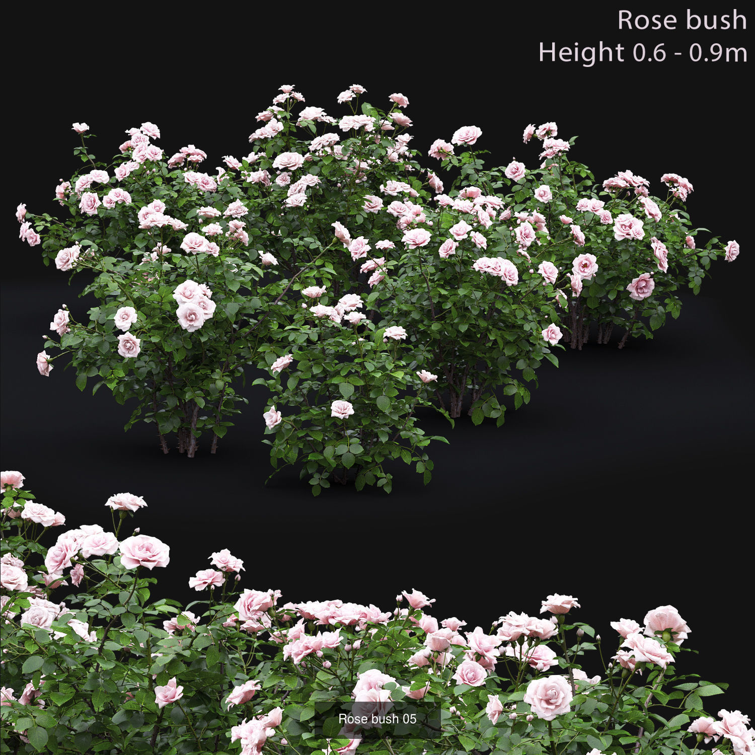 Flowering bush pack 01 3D Model Collection_13
