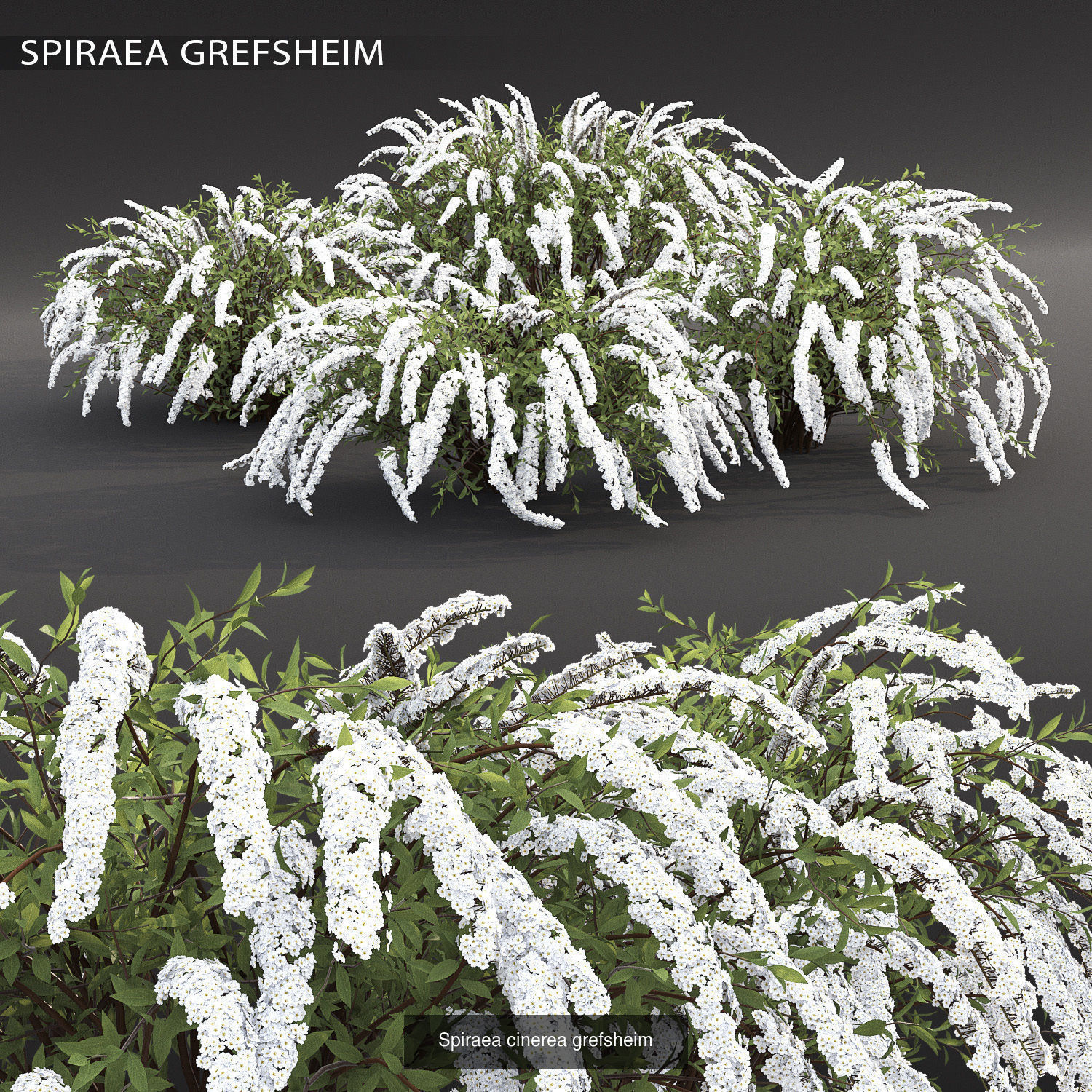 Flowering bush pack 01 3D Model Collection_2