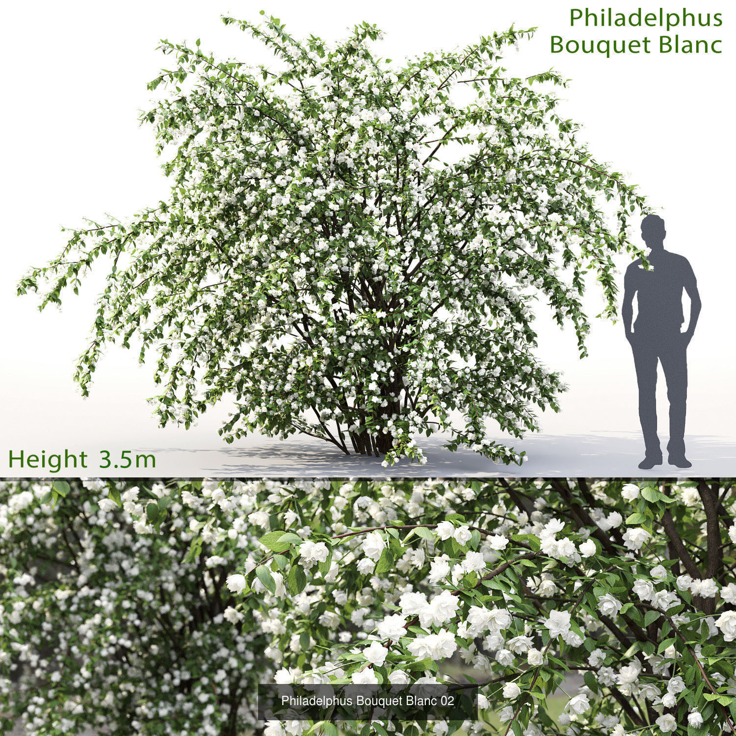 Flowering bush pack 01 3D Model Collection_8