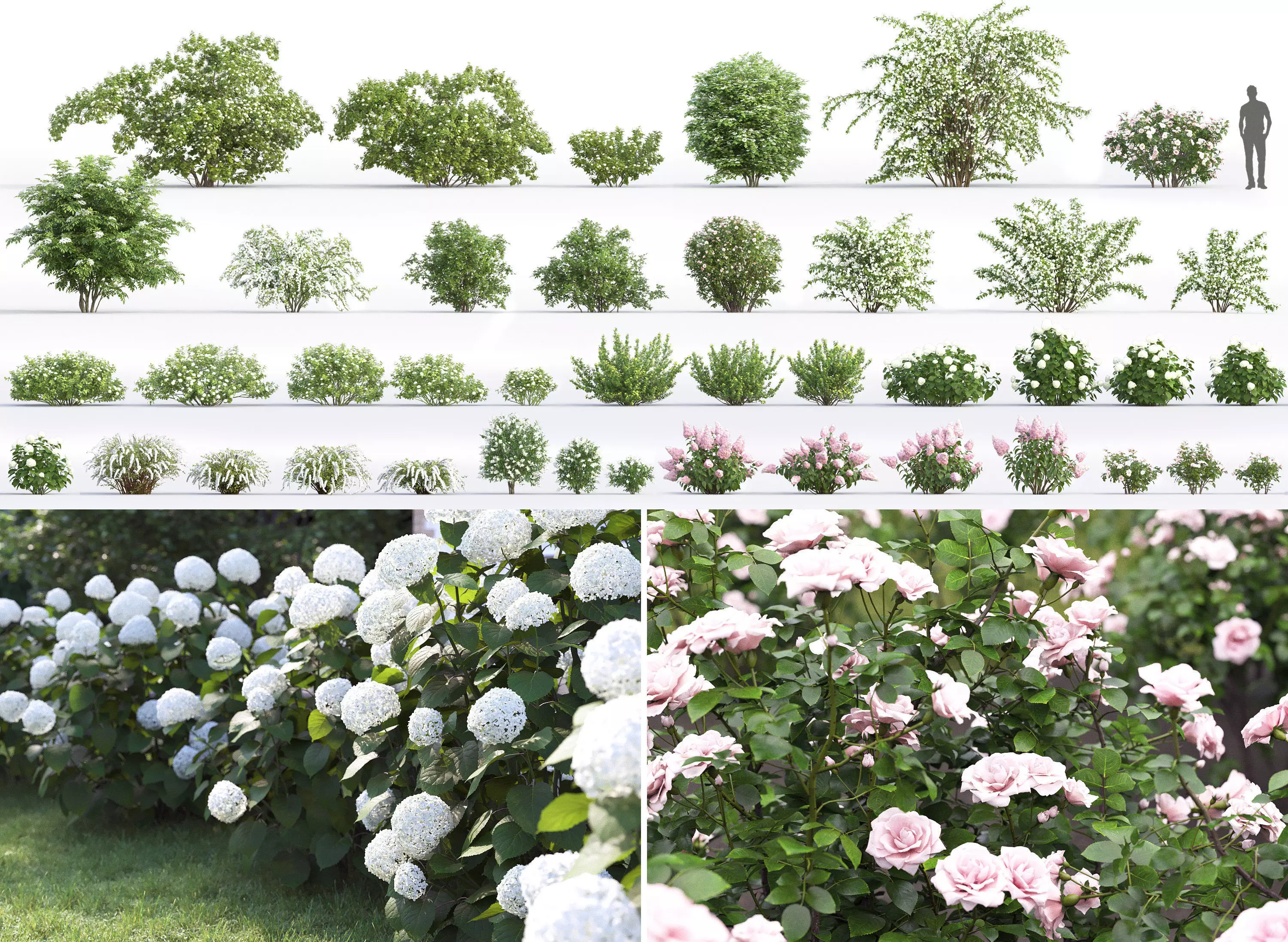 Flowering bush pack 01 3D Model Collection_0