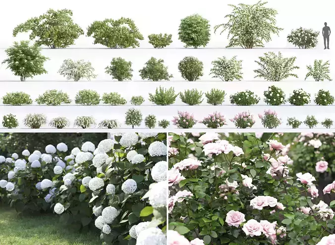 Flowering bush pack 01 3D Model Collection