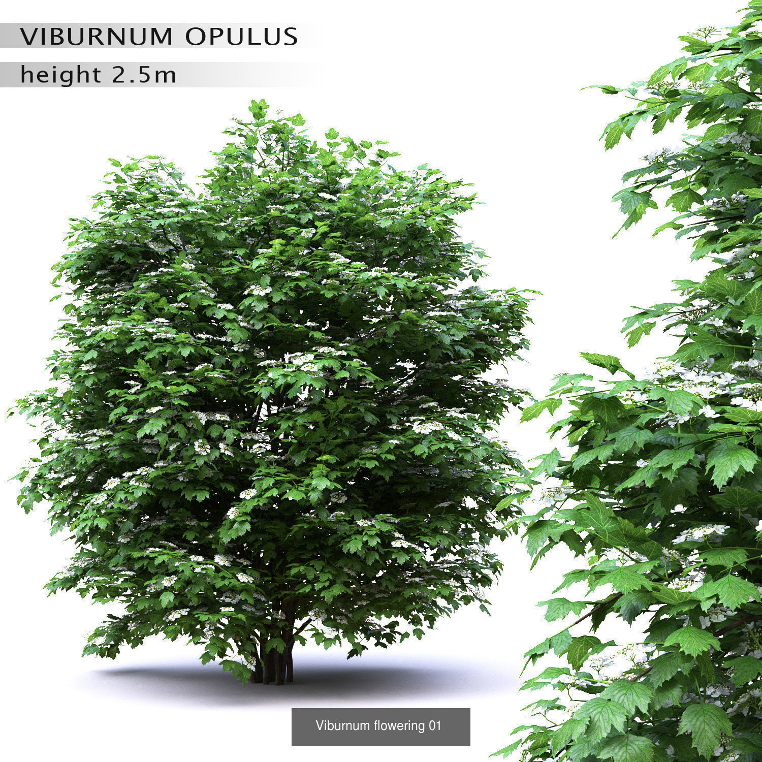 Flowering bush pack 01 3D Model Collection_16