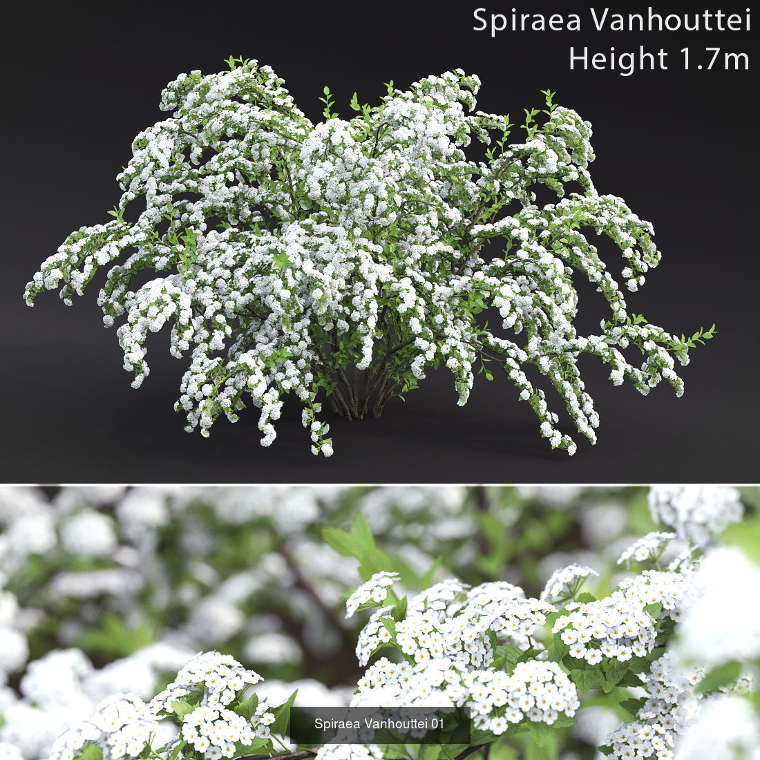 Flowering bush pack 01 3D Model Collection_3