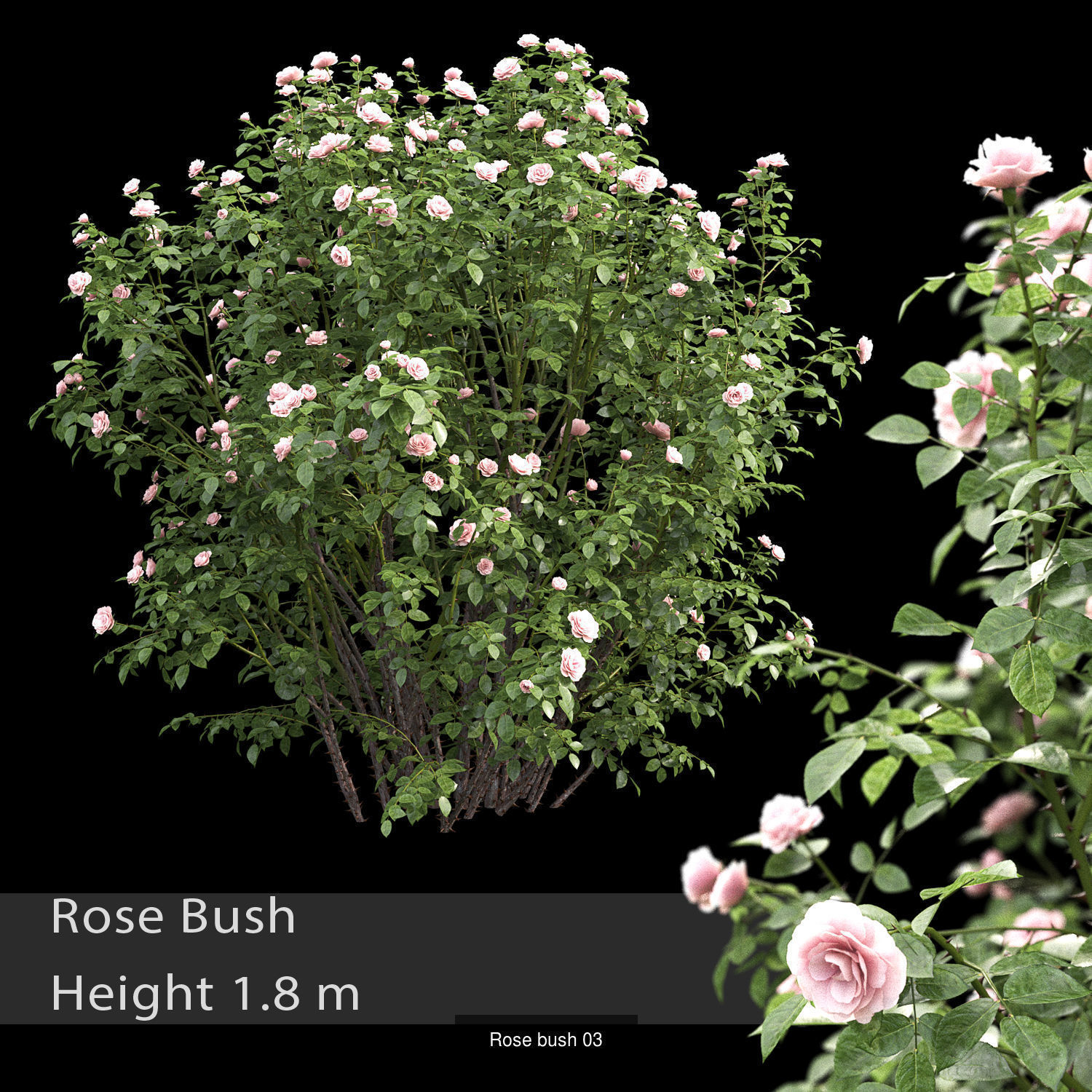 Flowering bush pack 01 3D Model Collection_10
