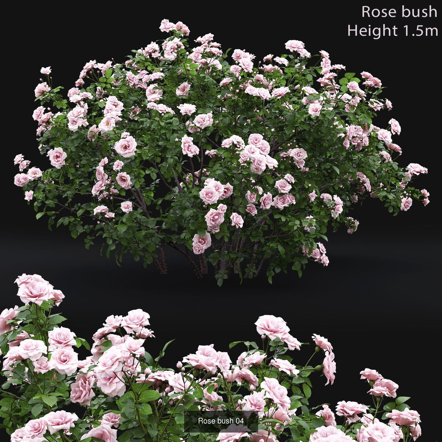 Flowering bush pack 01 3D Model Collection_6