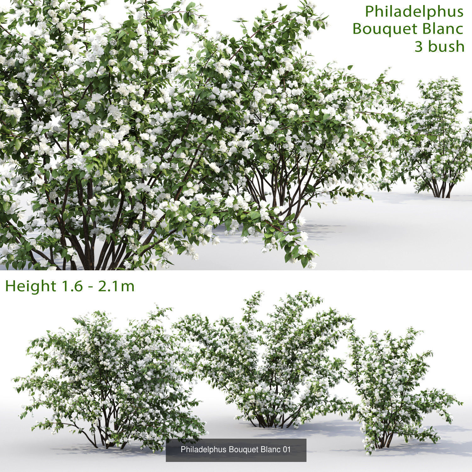 Flowering bush pack 01 3D Model Collection_11