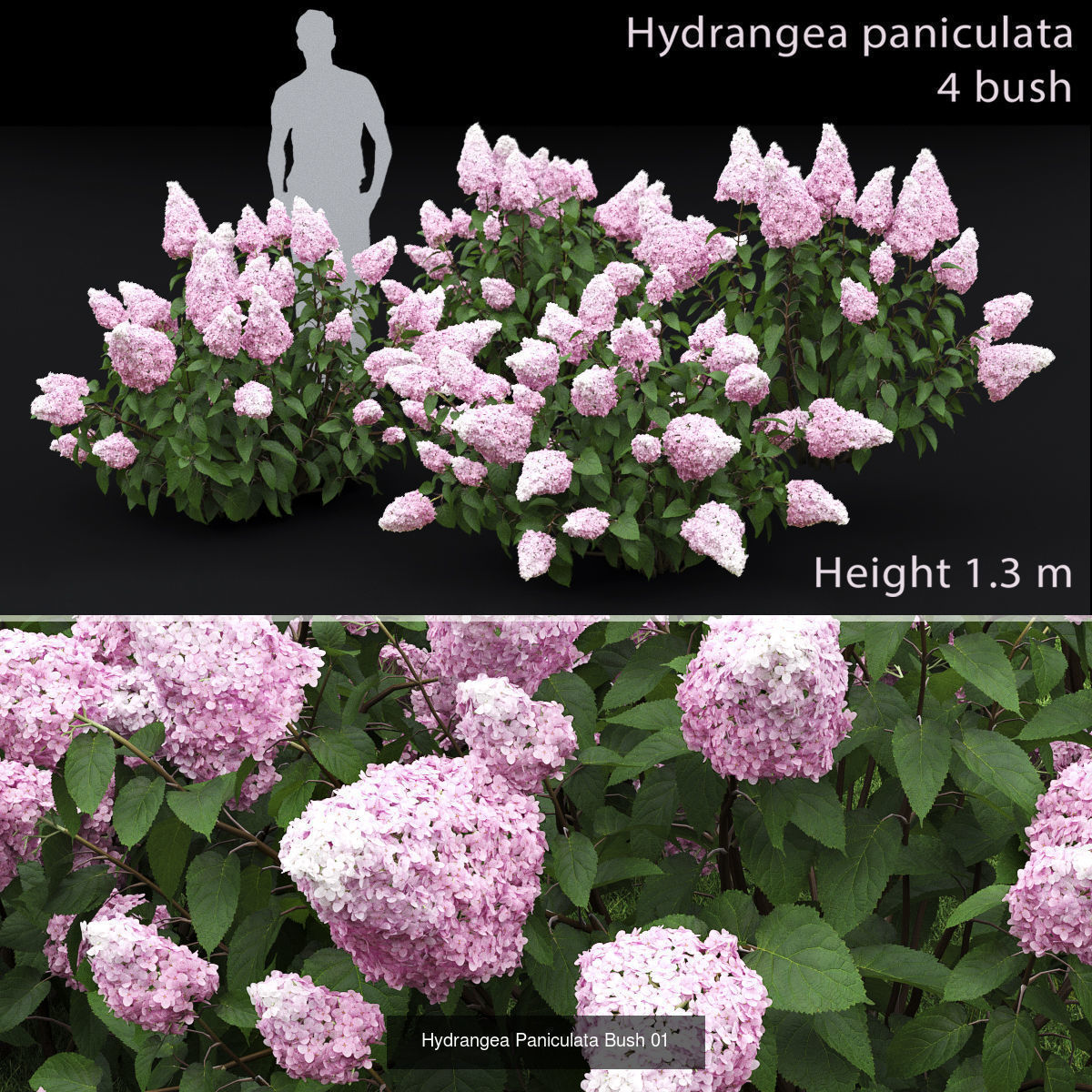 Flowering bush pack 01 3D Model Collection_4