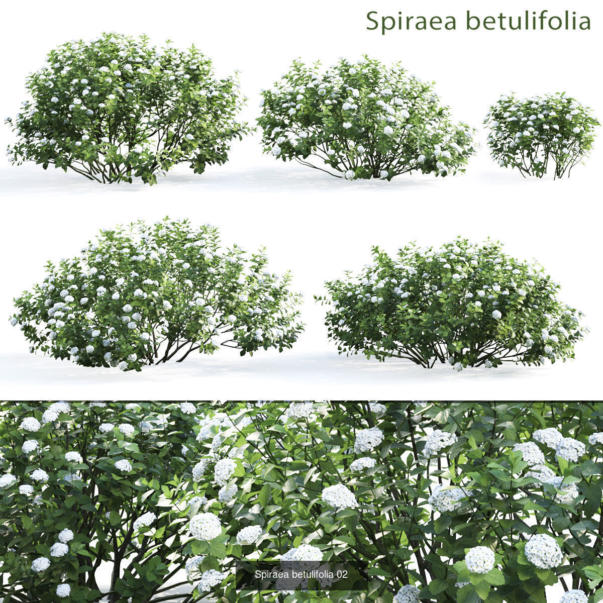 Flowering bush pack 01 3D Model Collection_7