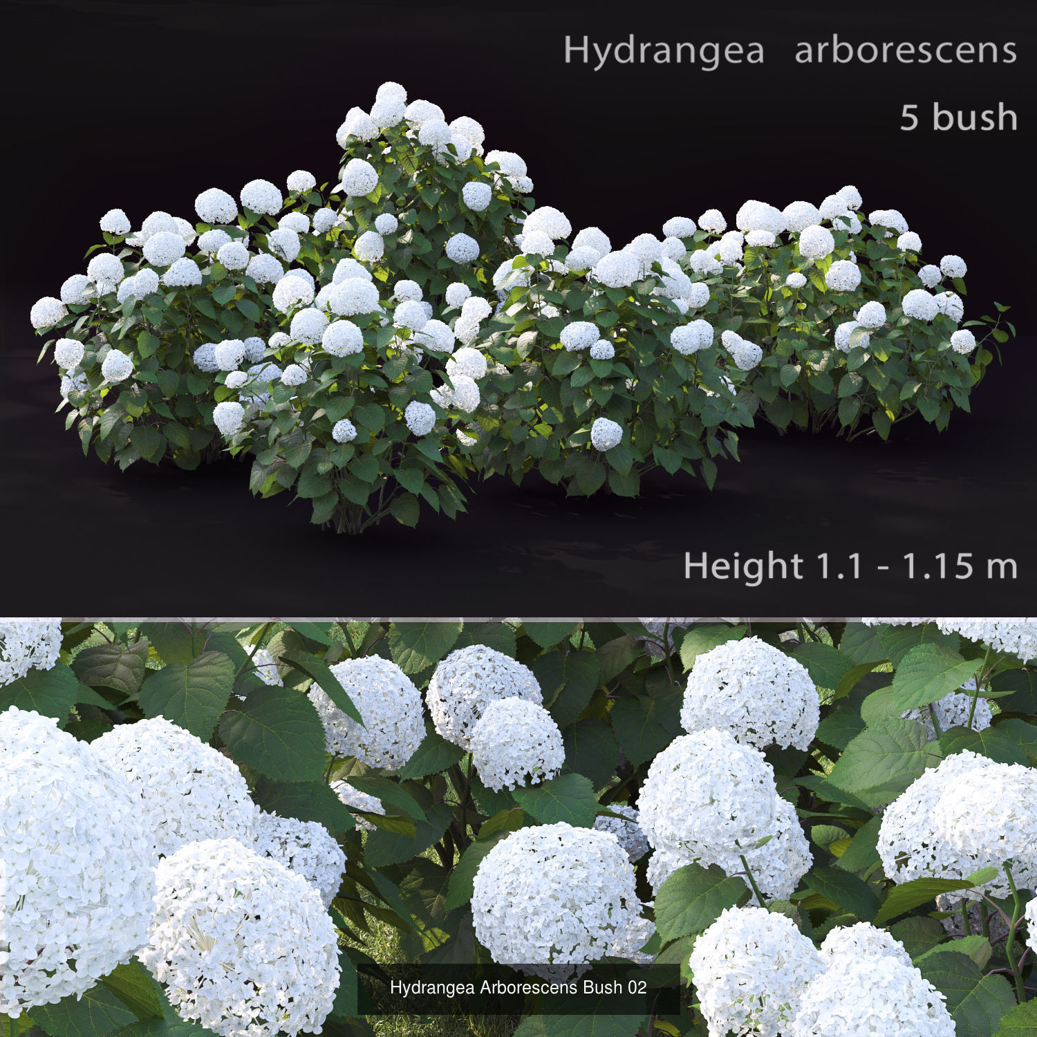 Flowering bush pack 01 3D Model Collection_1