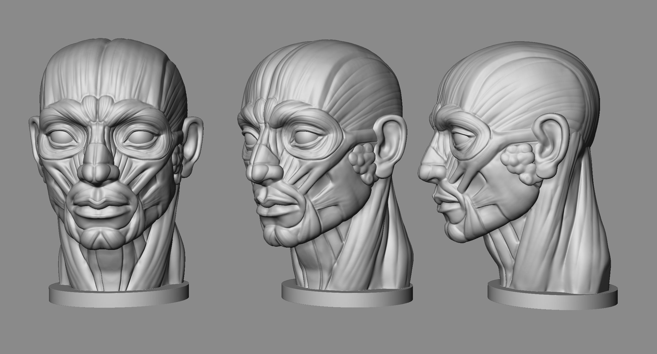 Head Antomy 3D print model_1
