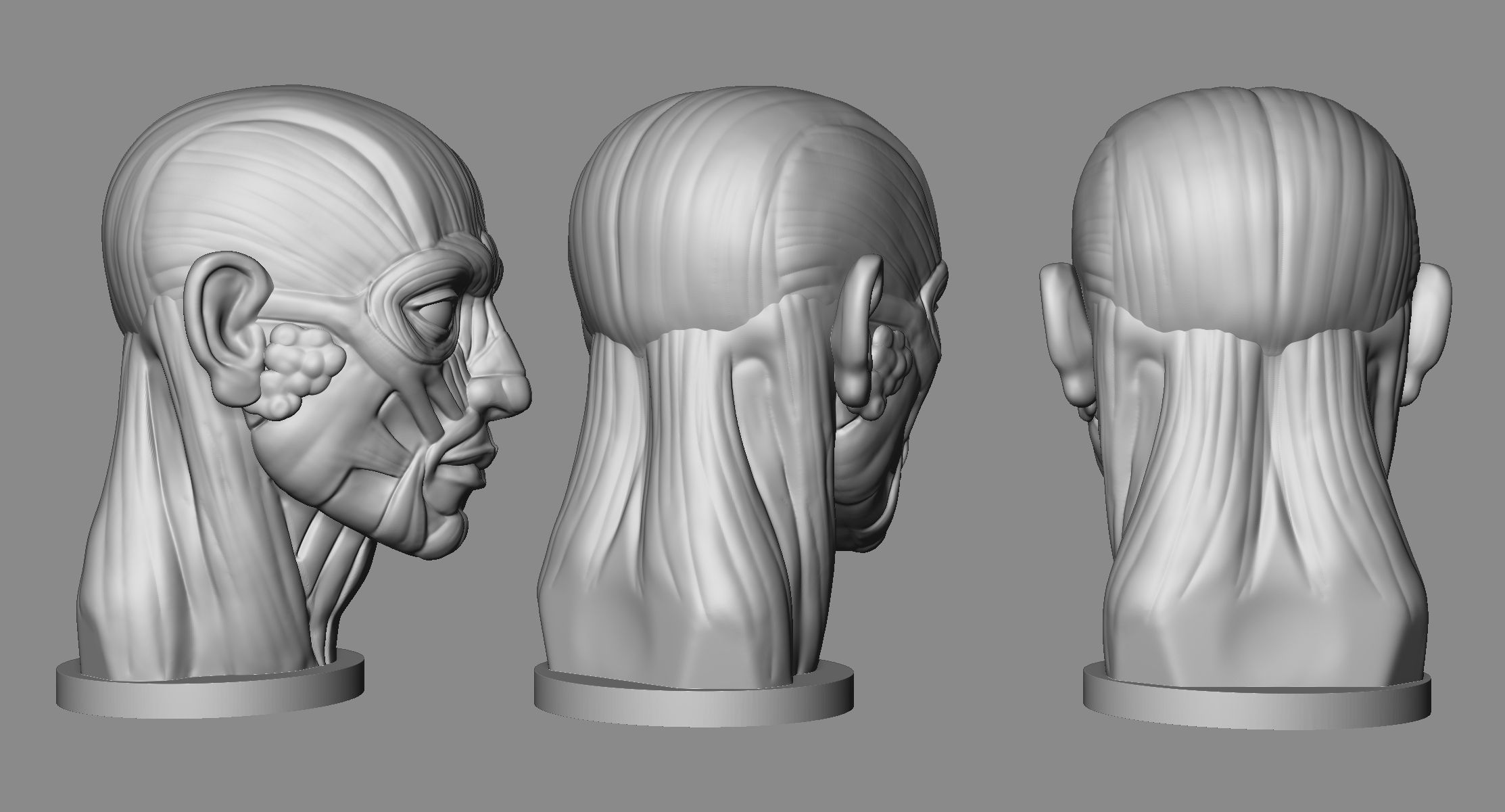 Head Antomy 3D print model_2