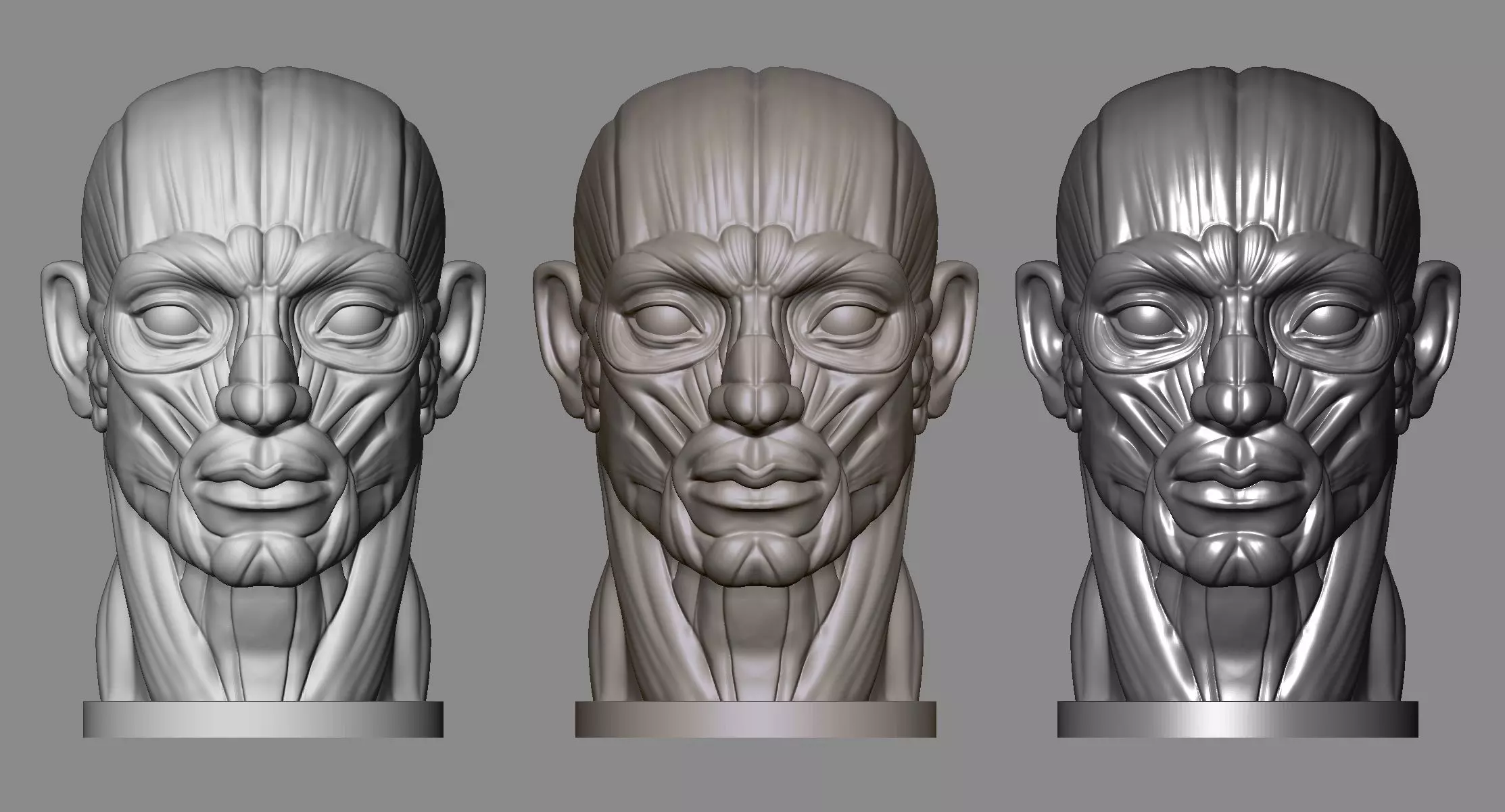 Head Antomy 3D print model_0
