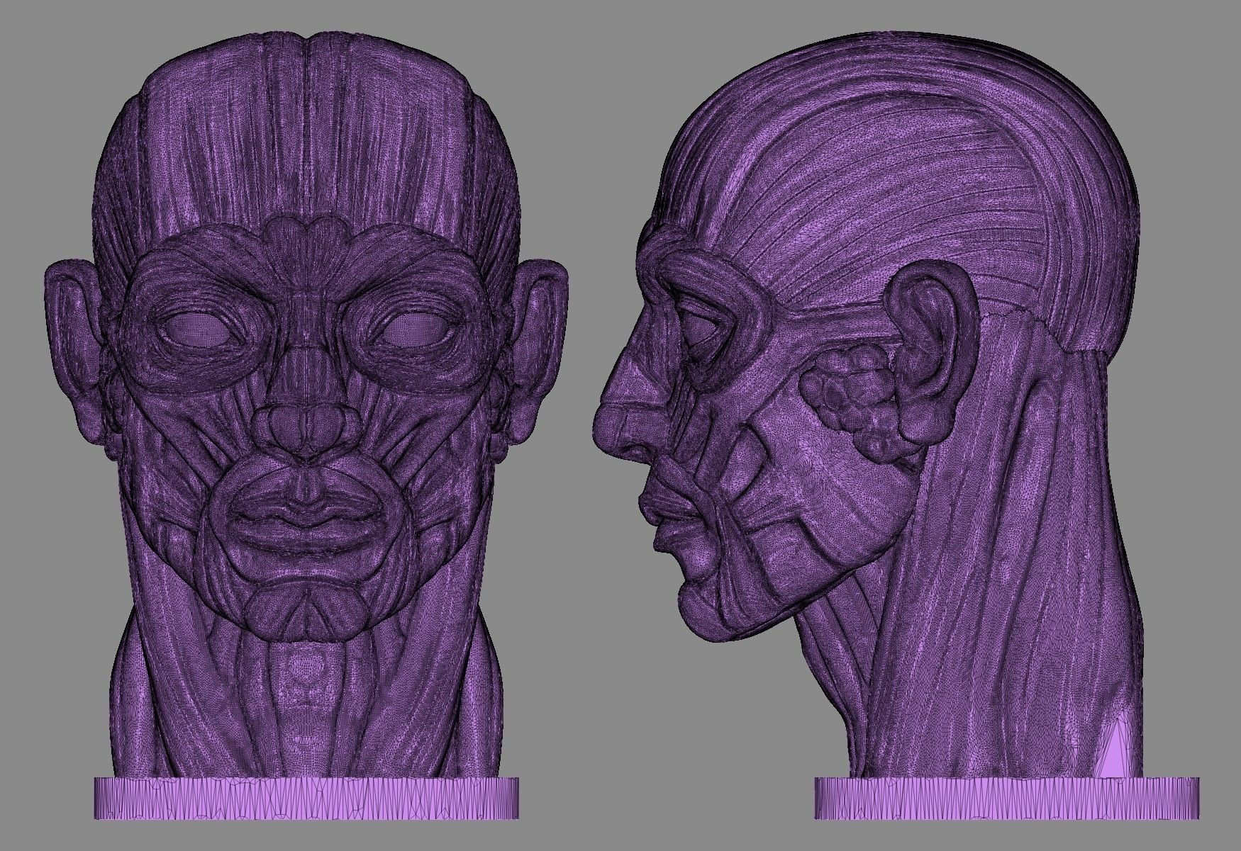 Head Antomy 3D print model_4