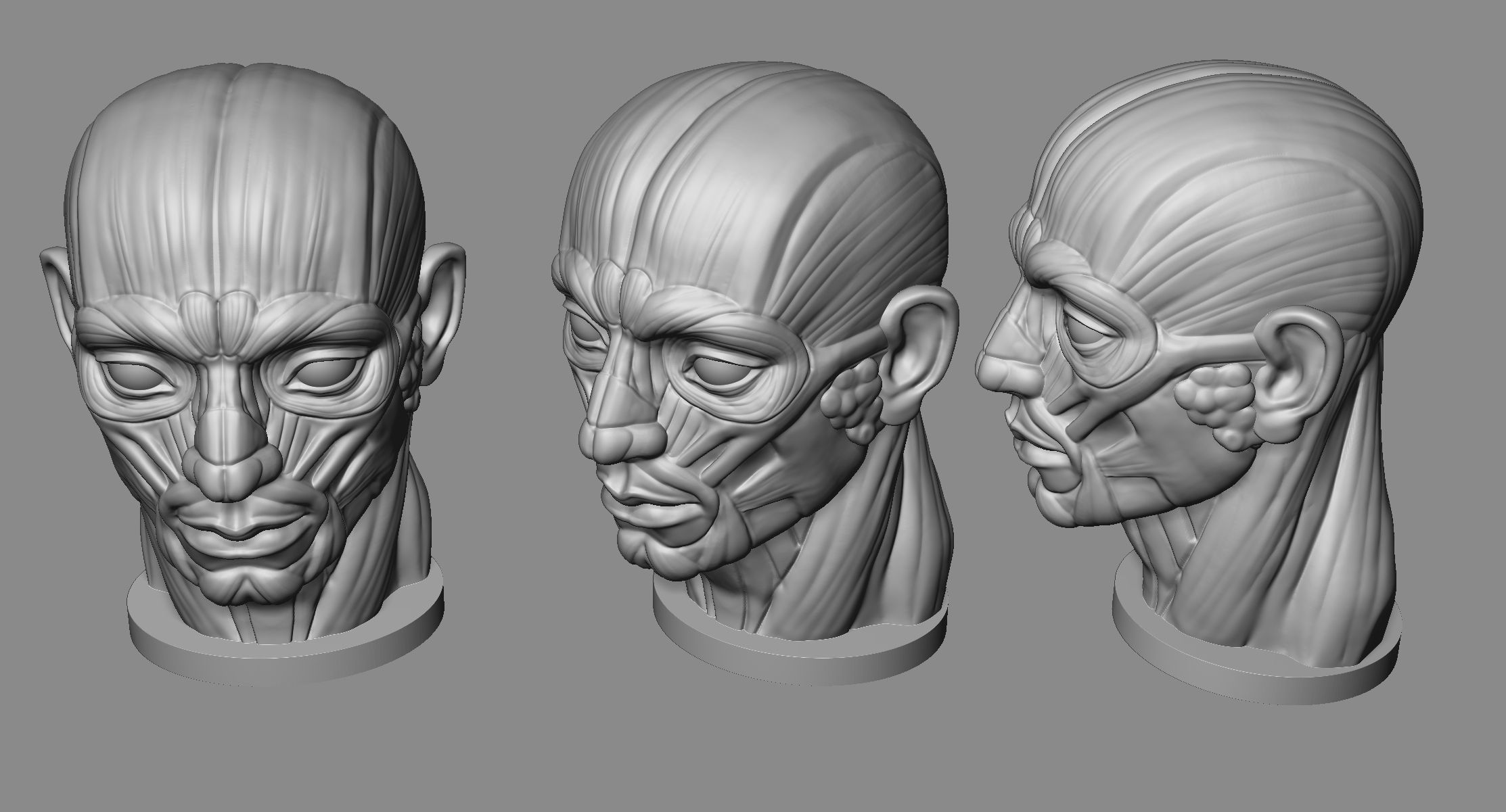 Head Antomy 3D print model_3
