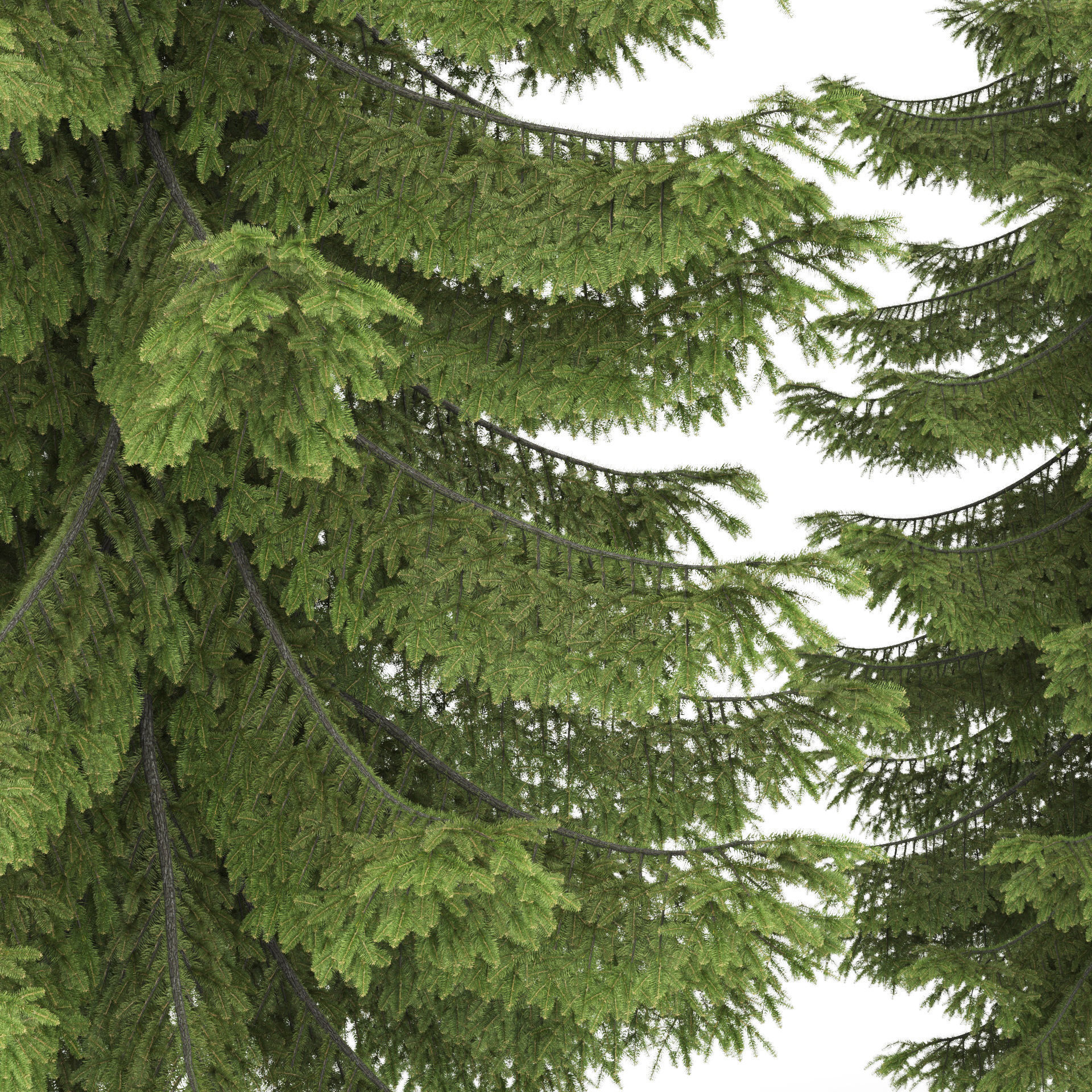 2 pine trees 3D model_5