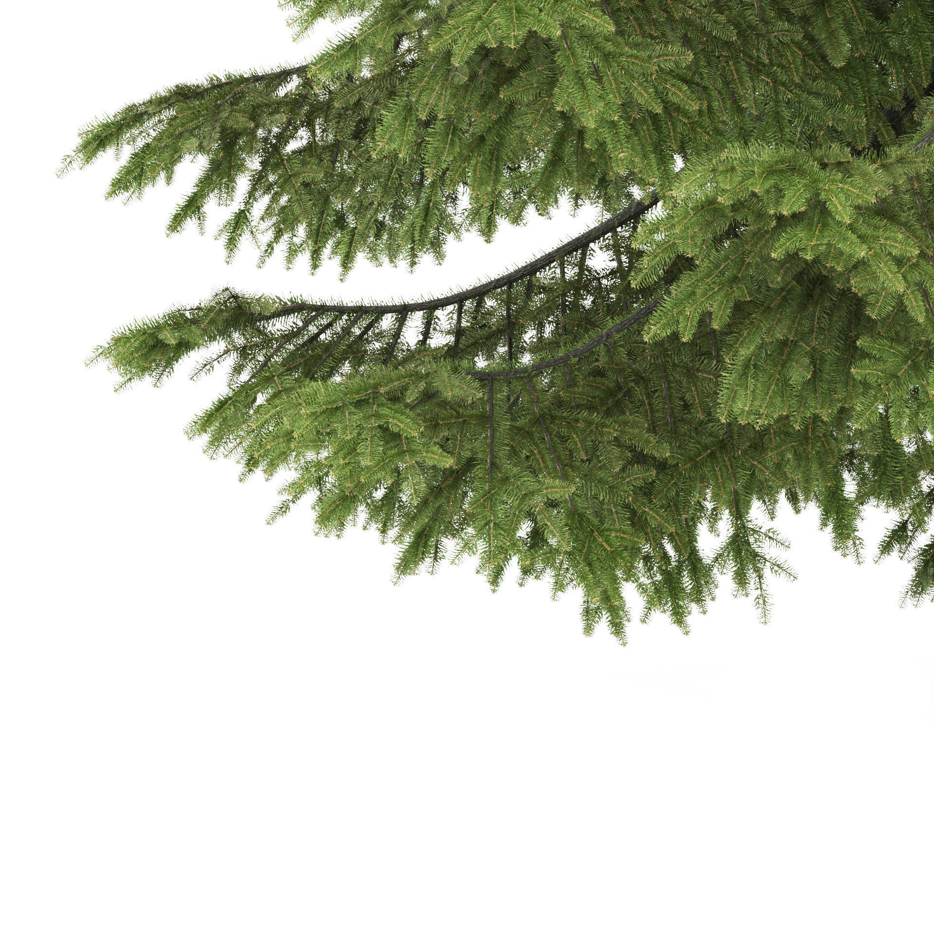 2 pine trees 3D model_4