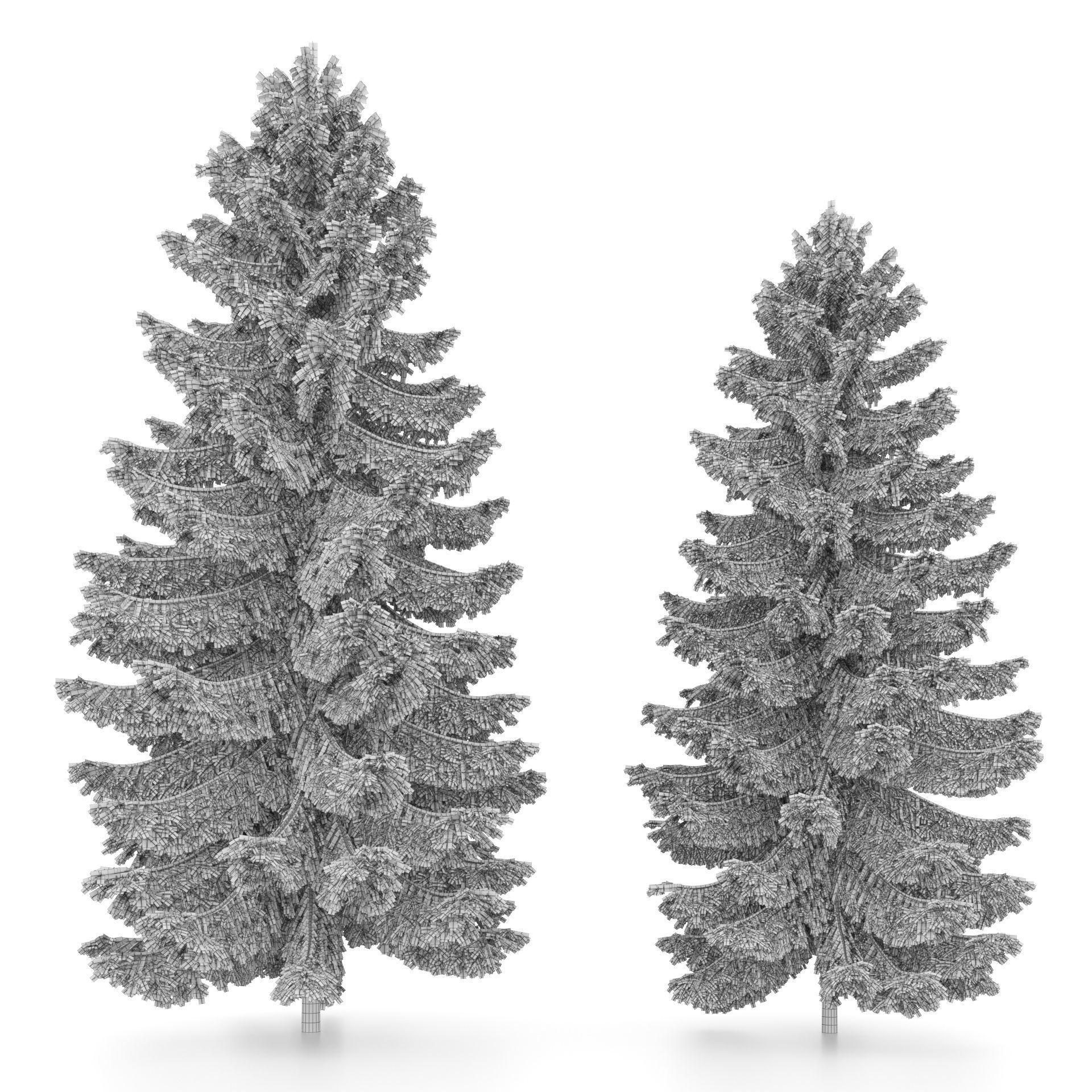 2 pine trees 3D model_6