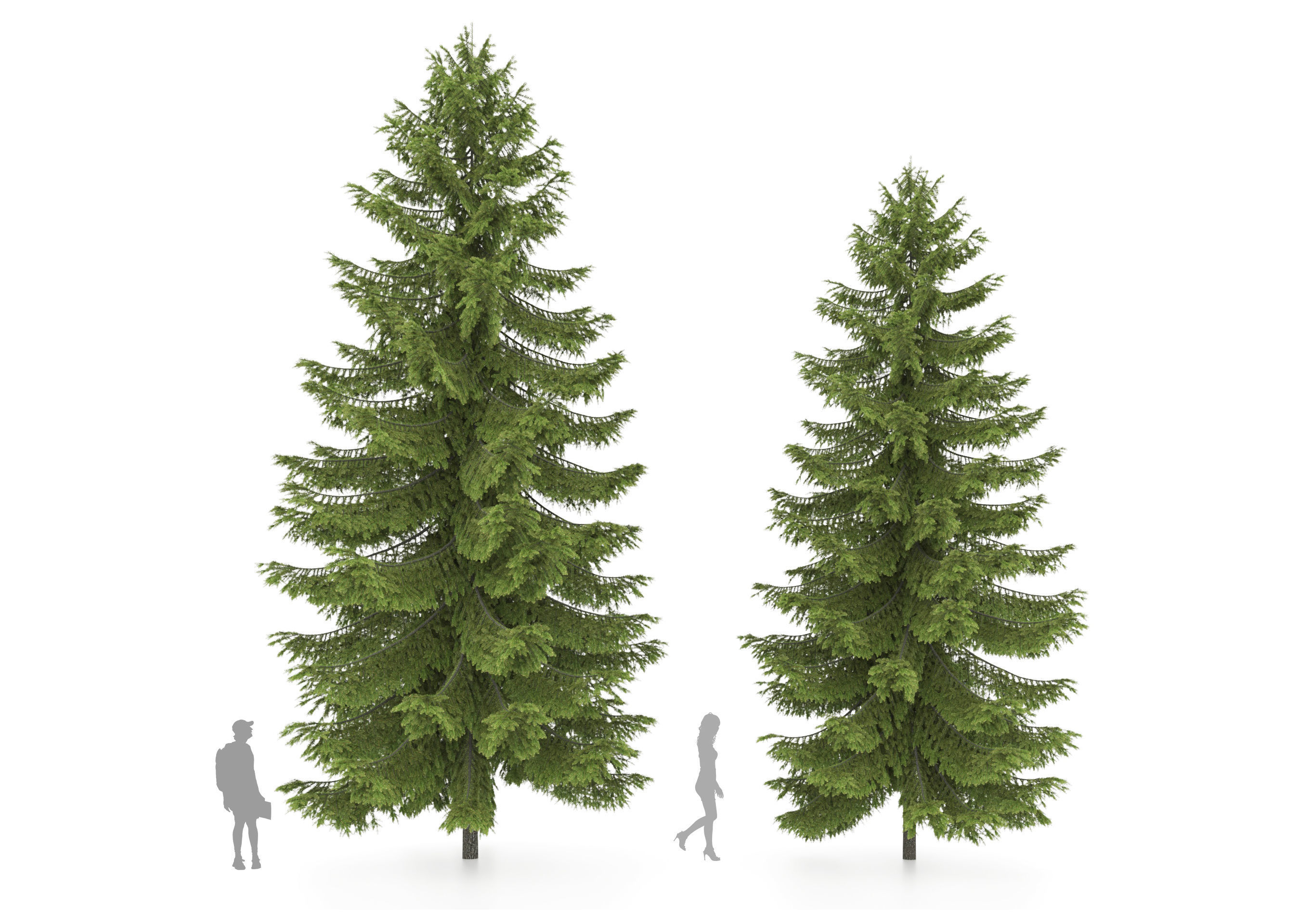 2 pine trees 3D model_2