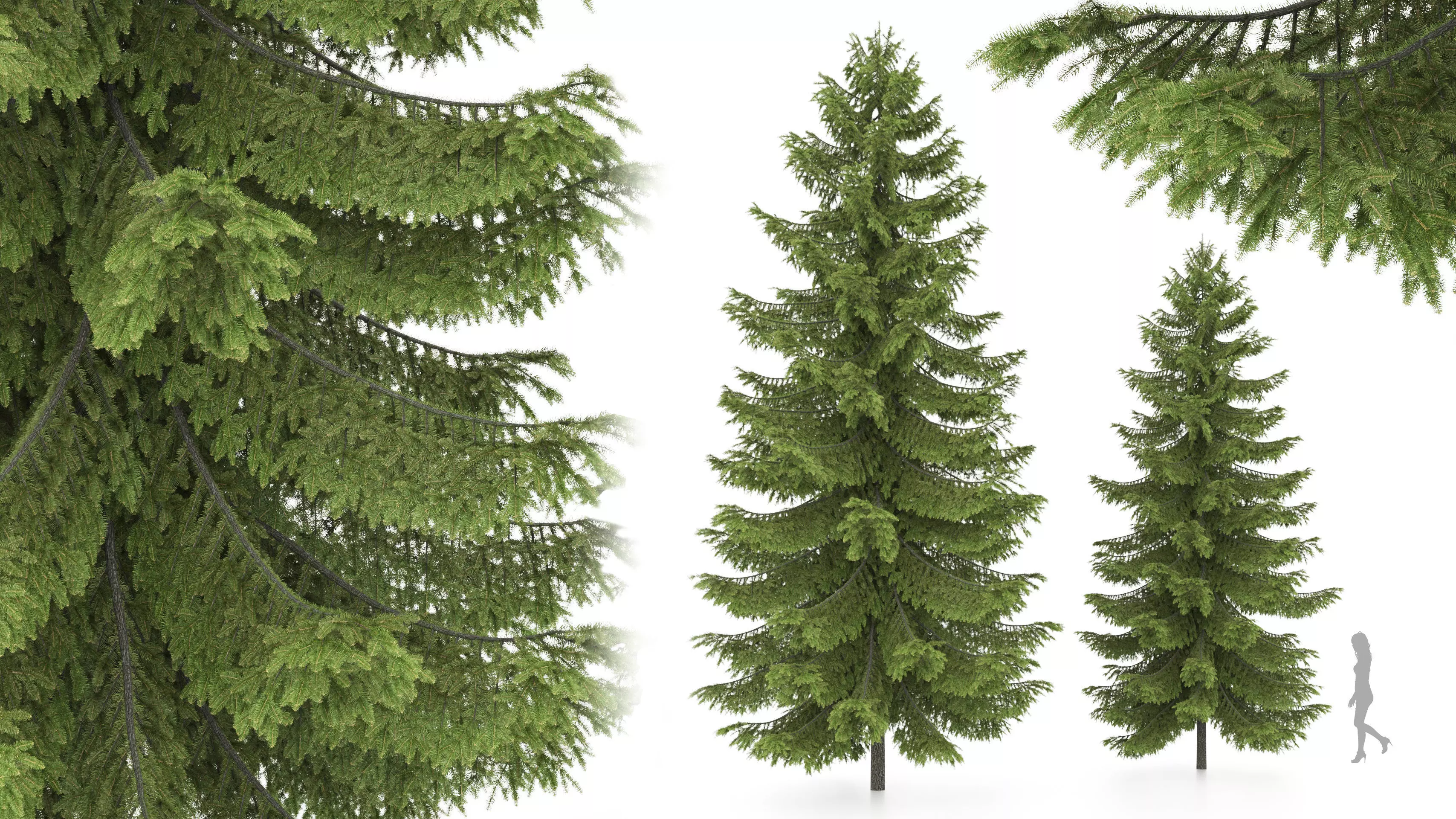 2 pine trees 3D model_0