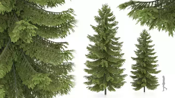 2 pine trees 3D model