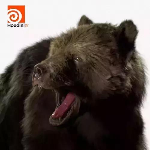 grizzly bear Model Houdini 3D model