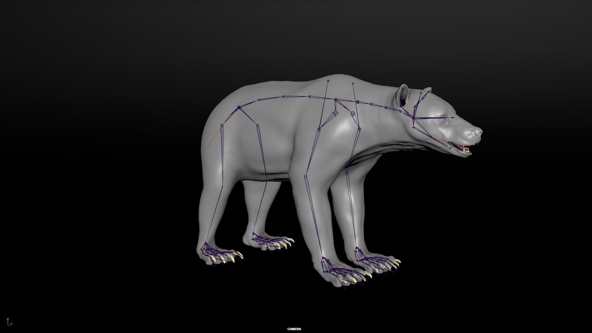 Bear Skin Rigged 3D model_11