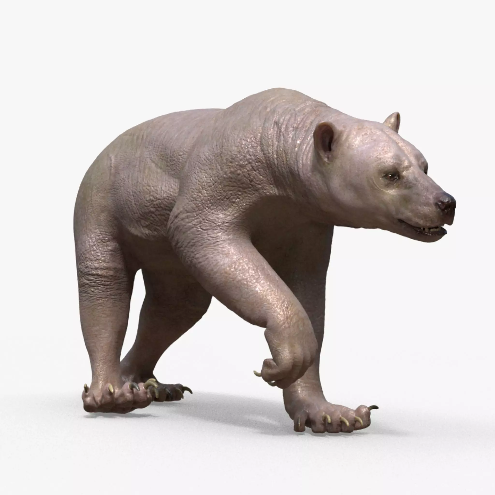 Bear Skin Rigged 3D model_0