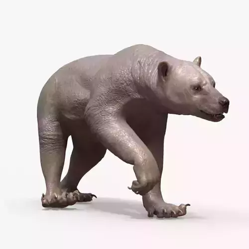 Bear Skin Rigged 3D model