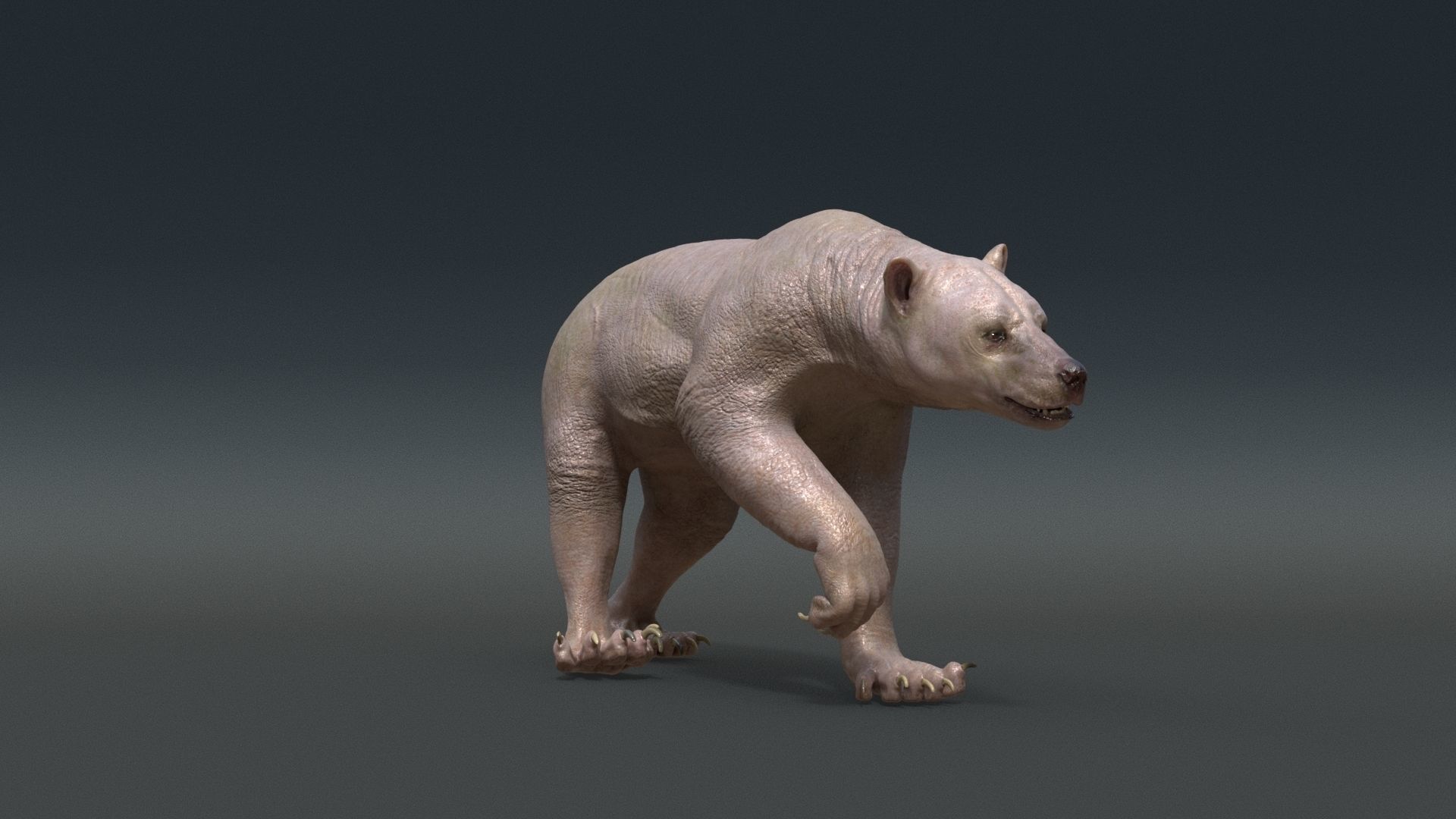 Bear Skin Rigged 3D model_2