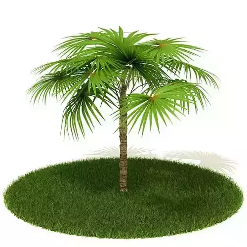 Palm Tree